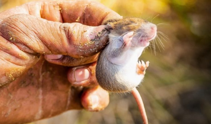 Diệt chuột – Tại sao phải hành động ngay lập tức?